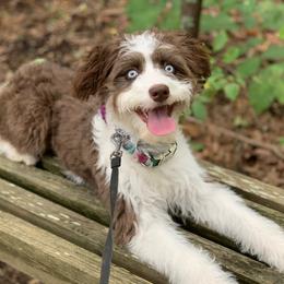 Mabel - Aussiedoodle