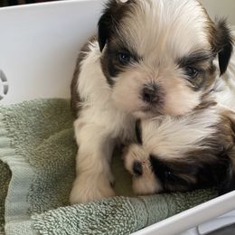 Shih Tzu Puppies from Willow Lane Shih Tzus
