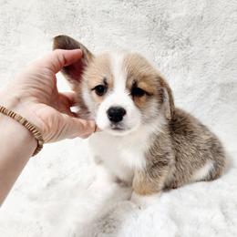 Nathan - Red male Pembroke Welsh Corgi puppy in Cleveland, Tennessee from Sunnyhill Corgis