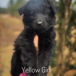 Yellow - Black female German Shepherd puppy in Pickens, South Carolina from Von Maqqedah Haus German Shepherds