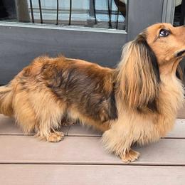 Dachshund Puppies from Pure Joy Dachshunds
