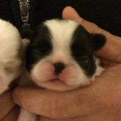 Japanese Chin and Pug Puppies from Ni Kokoro Japanese Chin