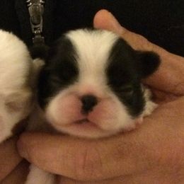 Japanese Chin and Pug Puppies from Ni Kokoro Japanese Chin
