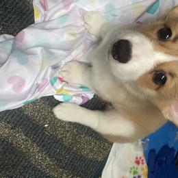 Pembroke Welsh Corgi Puppies from Bluebonnet TLC Kennels