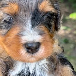 Goldendoodles from Paradise Doodles