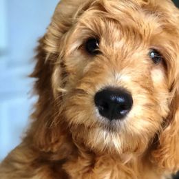 Bernedoodle and Goldendoodle Puppies from It’s A Puppy Thing