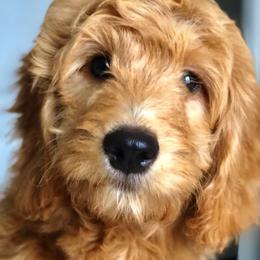 Bernedoodle and Goldendoodle Puppies from It’s A Puppy Thing