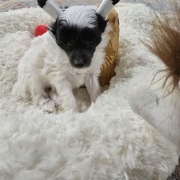 Elise - White and black female Chinese Crested puppy in Amarillo, Texas from Victoria's Chinese Cresteds Long Star Angels