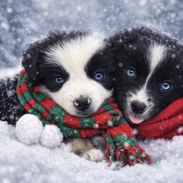 Australian Shepherd and Miniature Australian Shepherd Puppies from Fairfax Aussies