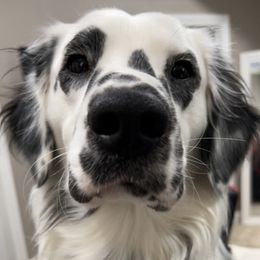 Dalmatians from Dalmatians at Tiffani’s