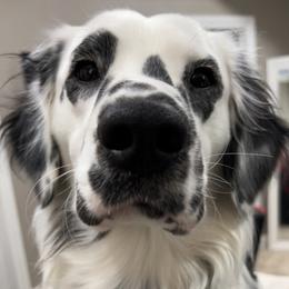 Dalmatians from Dalmatians at Tiffani’s