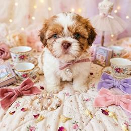 Paw-Dmé Amidala - Liver and white female Cavatzu puppy in West Valley City, Utah from Pulley Puppies