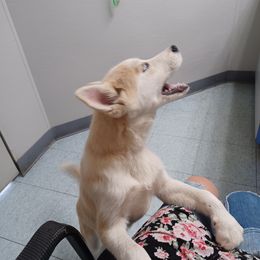 Summer male - Red and white Pomsky puppy in Baldwin, Michigan from House Snow: Kahleesie's Fireborn Pomskies