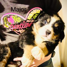 Jenna OFA - Black rust and white female Bernese Mountain Dog puppy in Strasburg, Ohio from Lois Allison