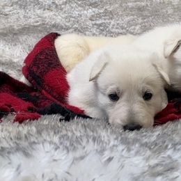 German Shepherd Puppies from CoastalCanine805