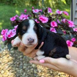 Leo - Tri-color male Bernedoodle puppy in Perrysville, Ohio from Pleasant Valley Bernedoodles