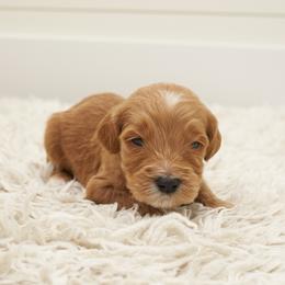 Timon - Light Blue Collar - Apricot male Goldendoodle puppy in Arlington, Washington from Anderson Goldendoodles