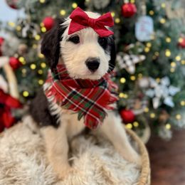Chili - female Australian Mountain Doodle puppy in Taylors, South Carolina from Aspen Mountain Doodles LLC