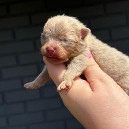Biscuit - Lavender male Pomeranian puppy in Newark, Ohio from Keeperofstars Pomeranians