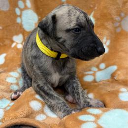 Olivia - Red brindle female Whippet puppy in West Plains, Missouri from Sycamore Ridge Puppies