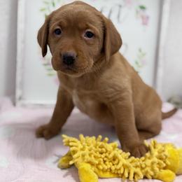 Elsa - Yellow female Labrador Retriever puppy in Carlsbad, New Mexico from ECMO Farm Dalmatians & Labrador Retrievers