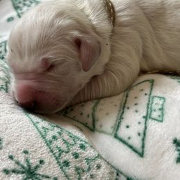 Golden Retriever Puppies from CoastalRetrieversva