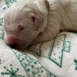 Golden Retriever Puppies from CoastalRetrieversva