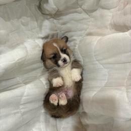 Roger - Red male Pembroke Welsh Corgi puppy in Delton, Michigan from CorGizmo