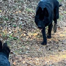 German Shepherd All Grown Up from Vom Lillibruke Strass German Shepherds