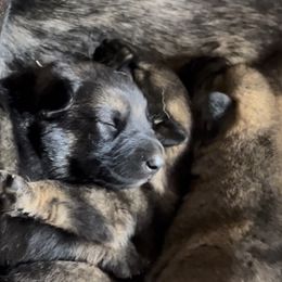 Titus - Sable male German Shepherd puppy in Sierra Vista, Arizona from KnightWatch K-9