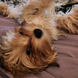 Yorkshire Terriers from A+Yorkies