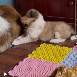 Collie Puppies from Castlebar Collies