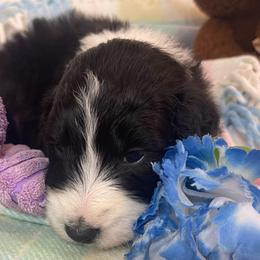 Boy 2 - Aussiedoodle puppy from Love my doodles/ Aussiedoodle love