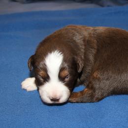 Orion - Red tri-color male Miniature American Shepherd puppy in Hillsdale, Michigan from Faithwalk Aussies and Mini American Shepherds