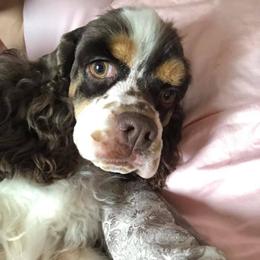 Cocker Spaniel All Grown Up from WilDen / Whirlwyn