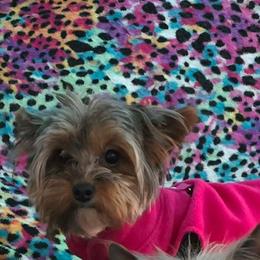 Lyric - Yorkshire Terrier
