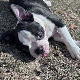Freddy - Seal brindle and white male Boston Terrier puppy in Lexington, South Carolina from Velveteen Bostons