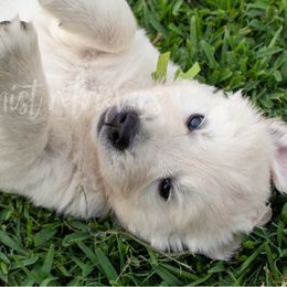Golden Retriever Puppies from Lakemist Retrievers
