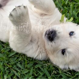 Golden Retriever Puppies from Lakemist Retrievers