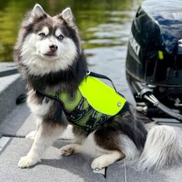 Kenai - Pomsky