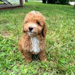 Asher - Apricot male Goldendoodle puppy in Cocoa, Florida from The Beach Doodles