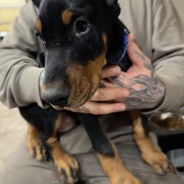 Halo - Black and rust male Doberman Pinscher puppy in Aredale, Iowa from Royal Dynasty Dobermann Kennel