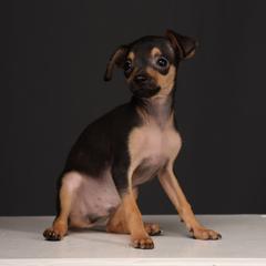 Reese - Black and tan male Russian Toy puppy in Citrus Heights, California from Domik of love