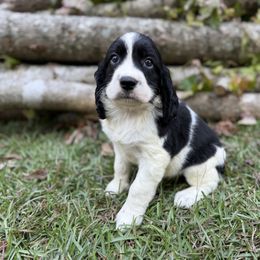 Remi - Black and white female English Springer Spaniel puppy in Comer, Georgia from Stratton Spaniels