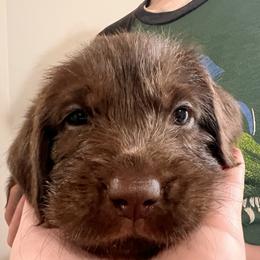 Girl 5 - Chestnut female Wirehaired Pointing Griffon puppy in Port Orchard, Washington from American Patriot Kennels