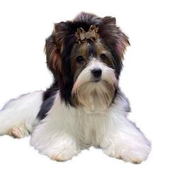 Biewer Terrier Puppies from Rose Creek Biewer Terriers