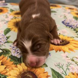 Hank - Red & white male Australian Shepherd puppy in Roff, Oklahoma from Circle J Aussies