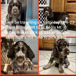 Chevelle - Liver white and tan English Springer Spaniel puppy in Billings, Montana from M&M Fuzzy Bottom Friends