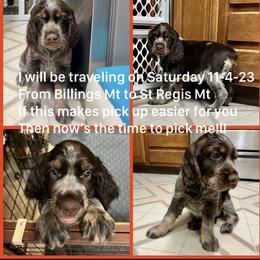 Chevelle - Liver white and tan English Springer Spaniel puppy in Billings, Montana from M&M Fuzzy Bottom Friends