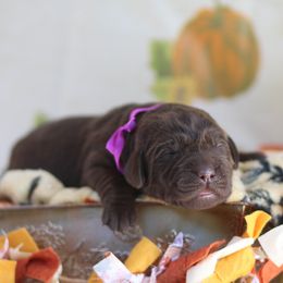 Purple girl - Chocolate female Labrador Retriever puppy in Williamston, Sc, South Carolina from Dutton Dog Co & Dalla Grazia Doberman